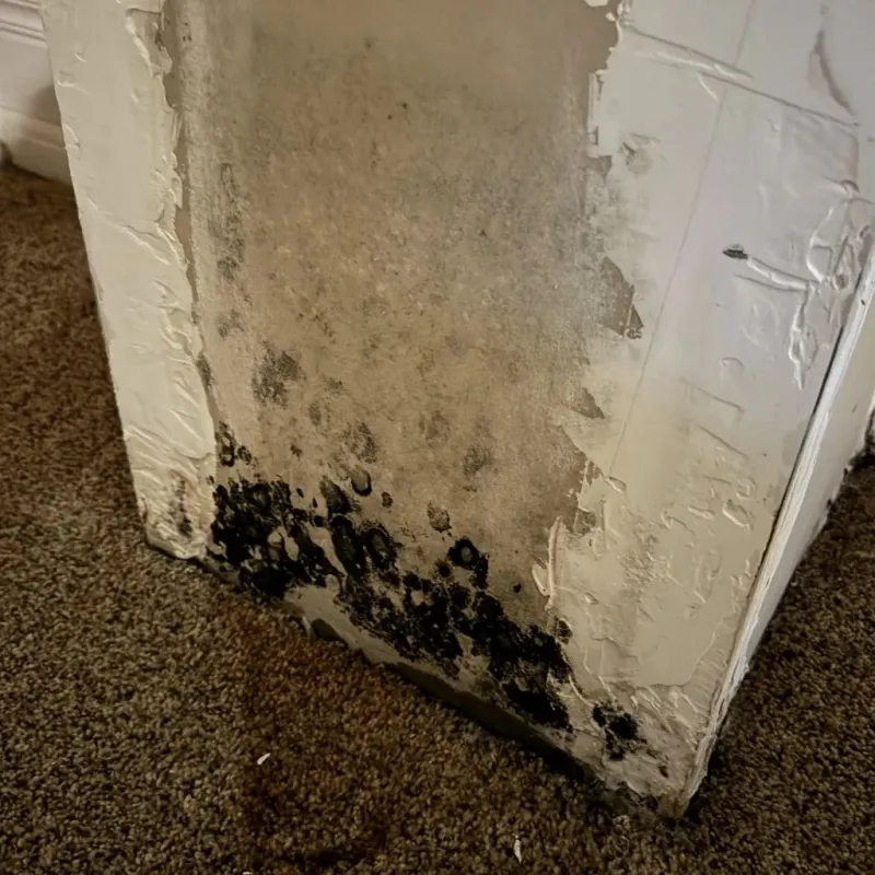 Professional Mold Removal in Lenexa, KS